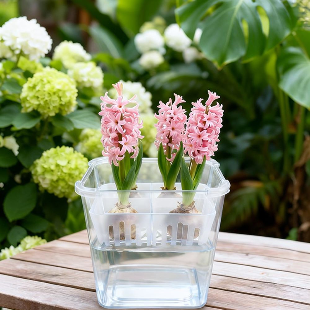 Hydroponische Vase für Tulpen- – Vase Decor Bewertung und Preis